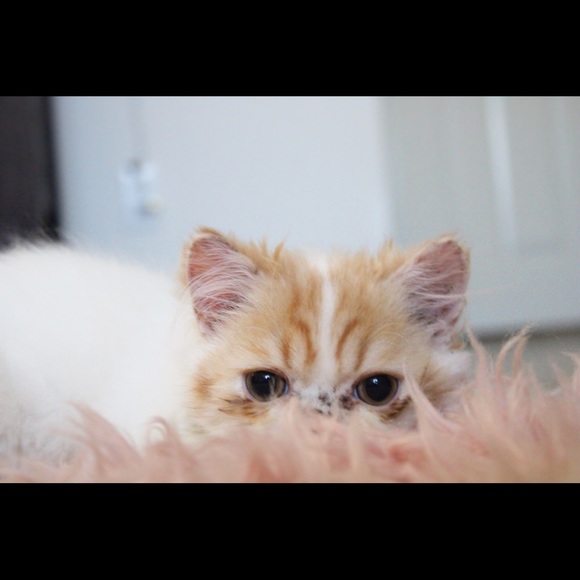 Meet your Posher, Sandra - Picture 4 of 4